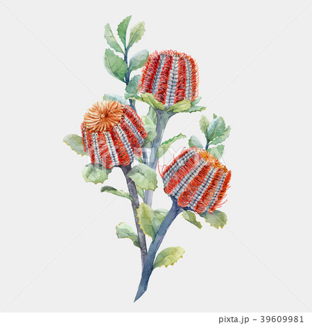 Watercolor australian banksia vector composition 39609981