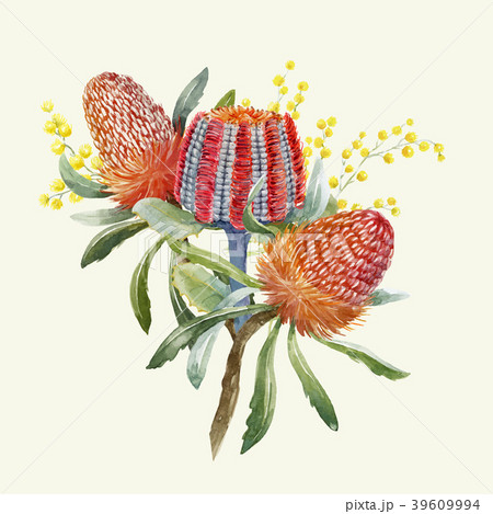 Watercolor australian banksia vector composition 39609994