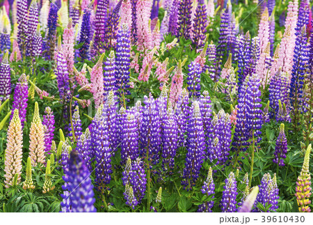 花畑 ラッセルルピナス イメージ素材 背景素材の写真素材