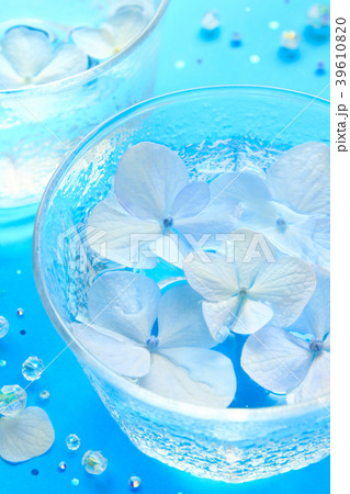 夏イメージ　アジサイ　品種「イマキュラータ」 39610820
