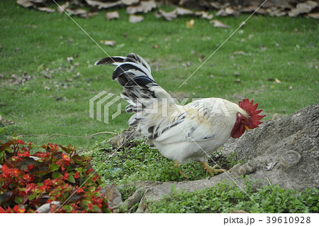 ダンボール箱 段ボール箱 ペイント 39610928