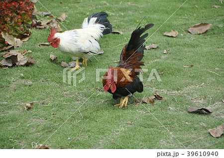 ダンボール箱 段ボール箱 ペイント 39610940