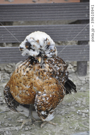 ダンボール箱 段ボール箱 ペイント 39610941