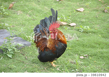 ダンボール箱 段ボール箱 ペイント 39610942