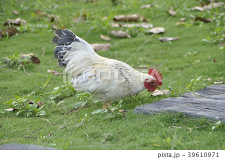 ダンボール箱 段ボール箱 ペイント 39610971