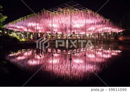 足利の藤 足利の藤 39611090