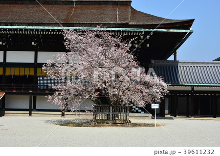 京都御苑桜 39611232