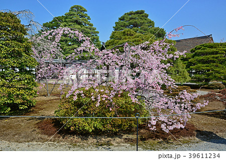 京都御苑桜の写真素材