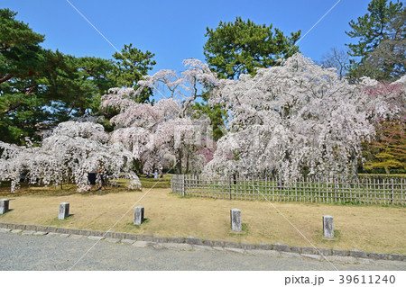 京都御苑桜の写真素材