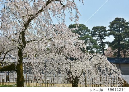 京都御苑桜 京都御苑桜 39611254