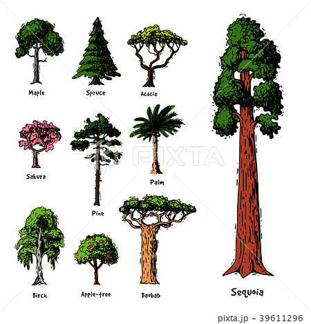Tree types vector green forest pine treetops 39611296