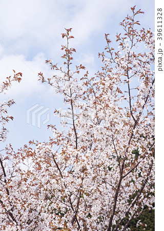 山桜 39611328