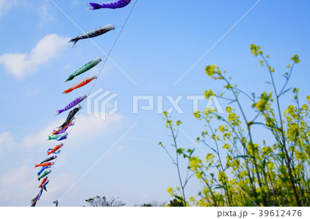 元荒川 風に揺れる菜の花と鯉のぼり 元荒川 風に揺れる菜の花と鯉のぼり 39612476
