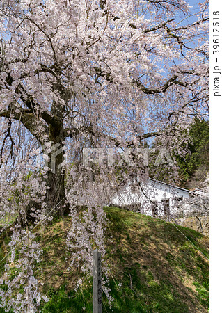麻績の里　石塚桜　長野県飯田市 39612618