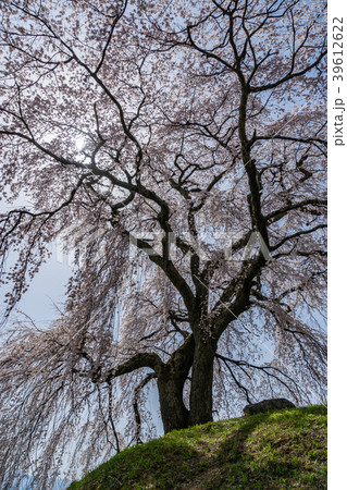 麻績の里　石塚桜　長野県飯田市 39612622
