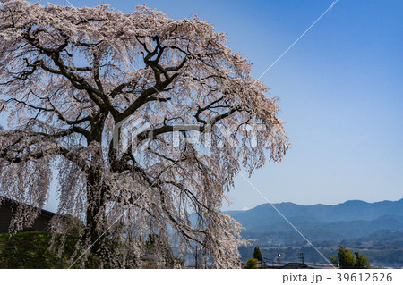 麻績の里 石塚桜 長野県飯田市 麻績の里 石塚桜 長野県飯田市 39612626