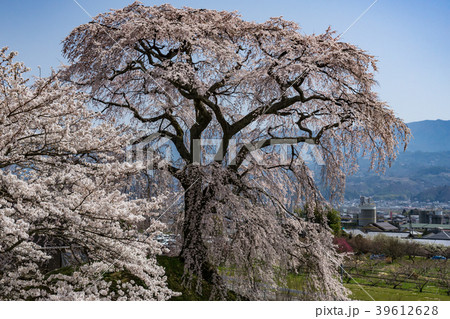 麻績の里　石塚桜　長野県飯田市 39612628