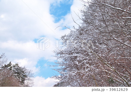 雪景色　山野 39612629