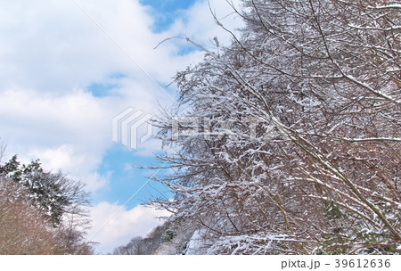 雪景色　山野 39612636