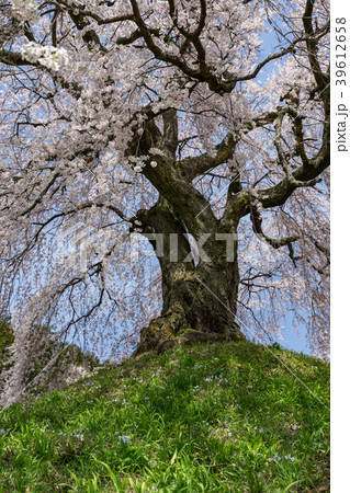 麻績の里 石塚桜 長野県飯田市 麻績の里 石塚桜 長野県飯田市 39612658