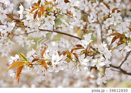 山桜 39612830