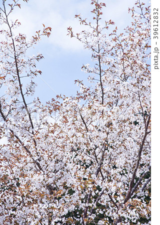 山桜 39612832