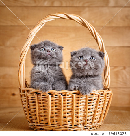 The gray color Scottish fold cats sits in a wicker 39613023