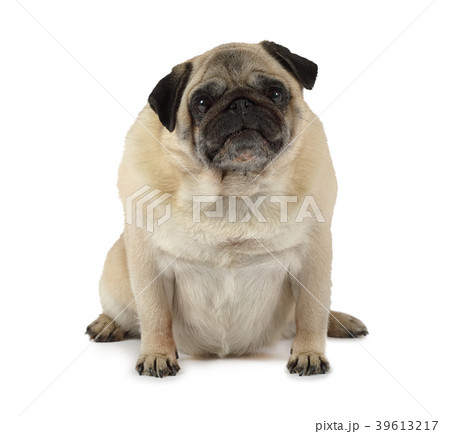 Pug dog sitting in a studio Pug dog sitting in a studio 39613217