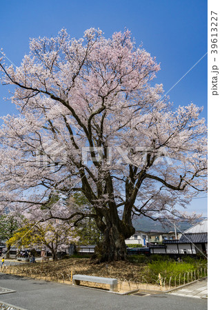 飯田市美術博物館　安富桜　長野県飯田市 39613227