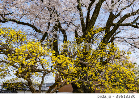飯田市美術博物館　安富桜　長野県飯田市 39613230