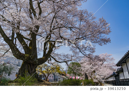 飯田市美術博物館 安富桜 長野県飯田市 飯田市美術博物館 安富桜 長野県飯田市 39613250