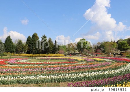 馬見丘陵公園のチューリップ 馬見丘陵公園のチューリップ 39613931