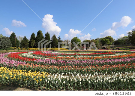 馬見丘陵公園のチューリップ 馬見丘陵公園のチューリップ 39613932