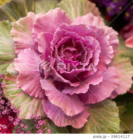Purple cabbage flower Purple cabbage flower 39614117