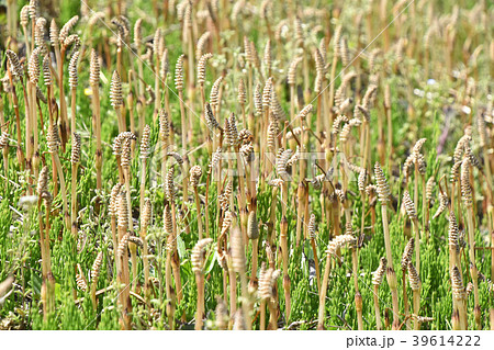 ツクシとスギナ ツクシとスギナ 39614222