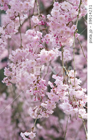 しだれ桜 39614231