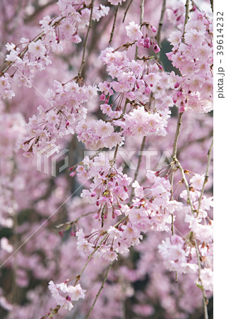 しだれ桜 しだれ桜 39614232