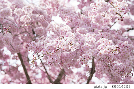 しだれ桜 しだれ桜 39614235