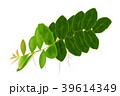 Marcgravia-umbellata 39614349