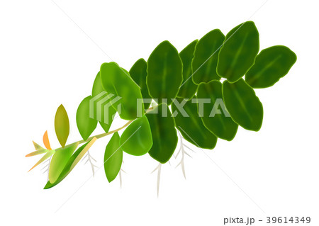 Marcgravia-umbellata 39614349