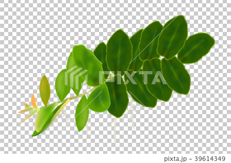 Marcgravia-umbellata 39614349