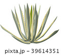 agave　americana アガベ　アメリカーナ 39614351