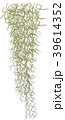 チランジア　ウスネオイデス　Tillandsia usuneoides 39614352
