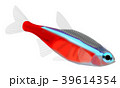 カージナルテトラ 39614354