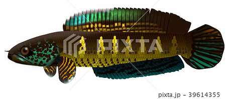 バイオレットスネークヘッドのイラスト素材 [39614355] - PIXTA