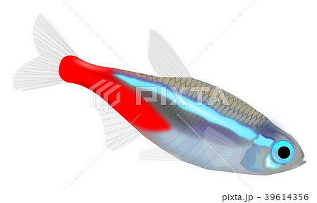 ネオンテトラのイラスト素材