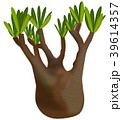 Pachypodium gracilis　パキポディウム　グラキリス 39614357