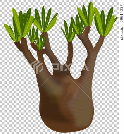 Pachypodium gracilis　パキポディウム　グラキリス 39614357