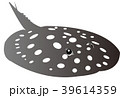 ポルカドットスティングレイ 39614359
