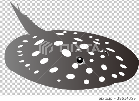 ポルカドットスティングレイのイラスト素材